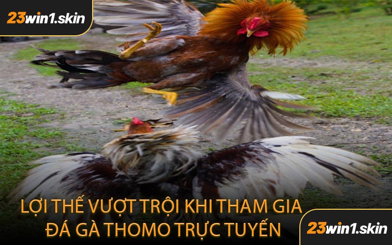 Lợi Thế Vượt Trội Khi Tham Gia Đá Gà Thomo Trực Tuyến