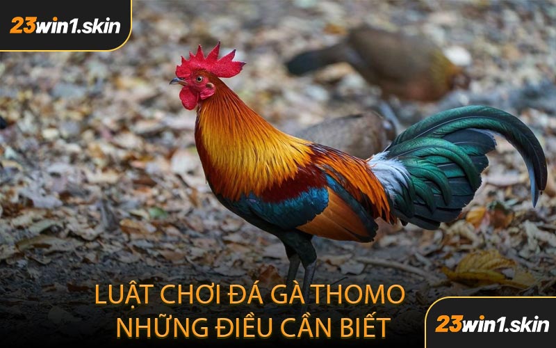 Luật Chơi Đá Gà Thomo Những Điều Cần Biết