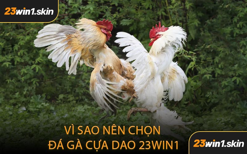 Vì Sao Nên Chọn Đá Gà Cựa Dao 23WIN1