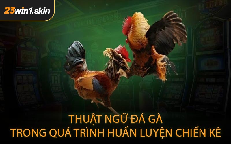 Thuật ngữ đá gà trong quá trình huấn luyện chiến kê